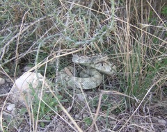 Crotalus ornatus