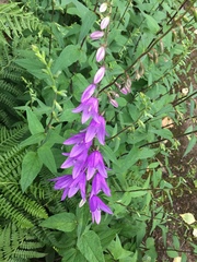Campanula trachelium