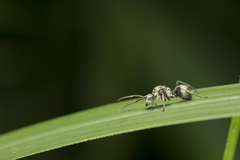 Polyrhachis wolfi
