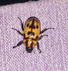 Cyclocephala deceptor