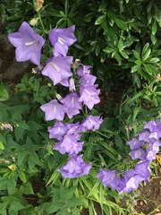 Campanula persicifolia