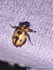 Cyclocephala deceptor