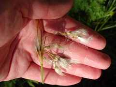 Eriophorum viridicarinatum