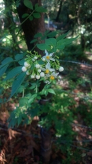 Solanum appendiculatum