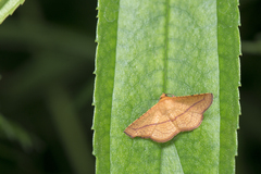 Striglina
