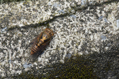 Vagitanus terminalis