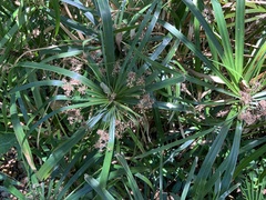 Cyperus alternifolius flabelliformis