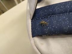 Chlorophorus macaumensis