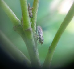 Platycorypha nigrivirga