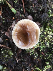 Mycena vinacea