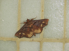 Lopharthrum comprimens