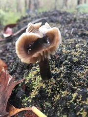 Mycena vinacea