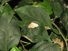 Lophophleps triangularis