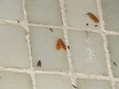 Miltochrista arcuata