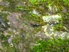 Scelimena guangxiensis