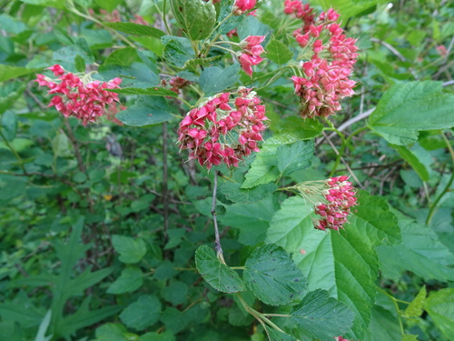 Putinalapis pūslenis nuotrauka