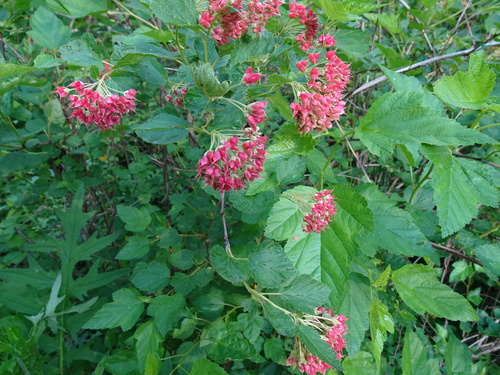 Putinalapis pūslenis nuotrauka