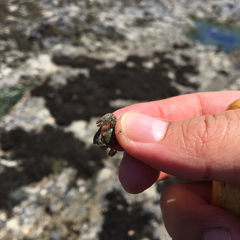 Petrolisthes