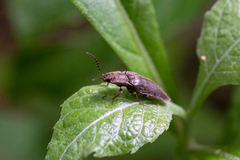 Dixicollis divaricatus