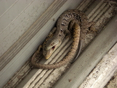 Elgaria multicarinata