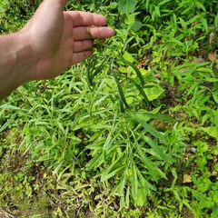 Eupatorium hyssopifolium