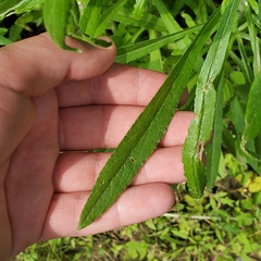 Eupatorium hyssopifolium