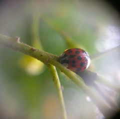 Harmonia axyridis