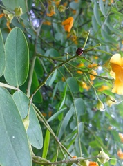 Harmonia axyridis