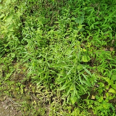 Eupatorium hyssopifolium