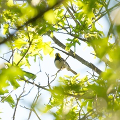 Setophaga chrysoparia