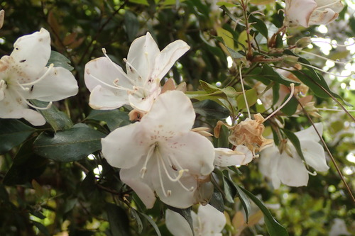 Rhododendron ovatum (Lindl.) Planch. ex Maxim.
