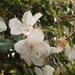 Rhododendron ovatum - Photo (c) 王錦堯（Ong Jin Yao）, μερικά δικαιώματα διατηρούνται (CC BY-NC), uploaded by 王錦堯（Ong Jin Yao）