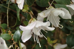 Rhododendron ovatum
