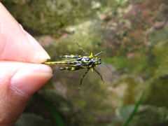 Scelimena guangxiensis