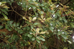 Rhododendron ovatum