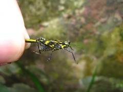 Scelimena guangxiensis