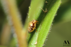 Psyllobora confluens