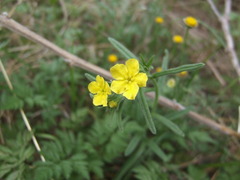 Lithospermum mirabile