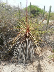 Agave karwinskii