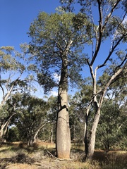 Brachychiton rupestris