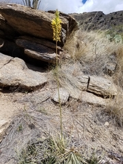 Agave schottii