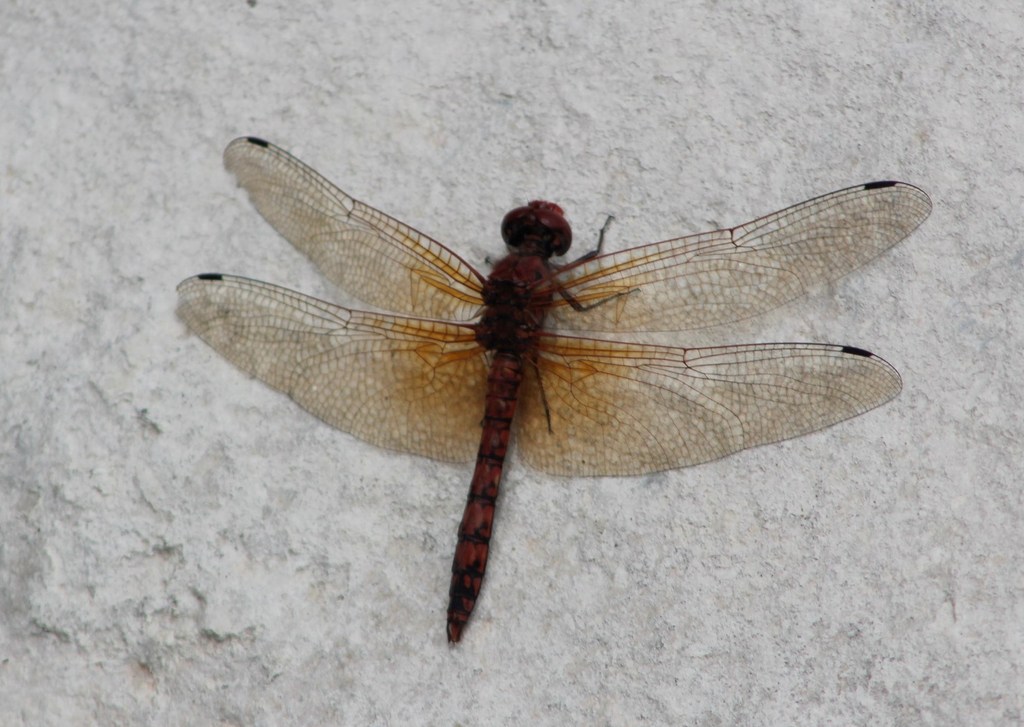 Red Rock Skimmer