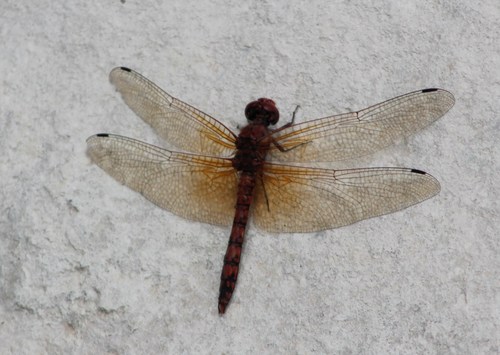 Red Rock Skimmer