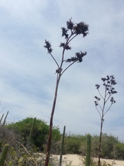 Agave karwinskii