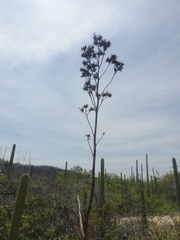 Agave karwinskii