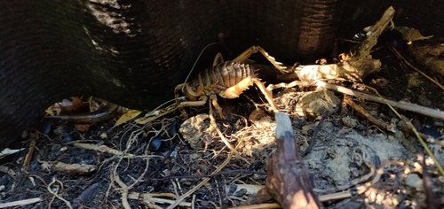 Photo of Cook Strait Giant Weta (Deinacrida rugosa)