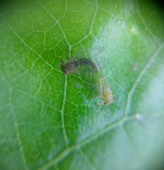 Platycorypha nigrivirga