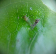 Platycorypha nigrivirga