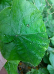 Platycorypha nigrivirga