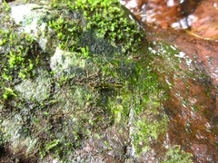 Scelimena guangxiensis